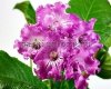 Streptocarpus OD-GLAZA SEVERNYH TSVETOV - OD-EYES OF NORTHERN FLOWERS 